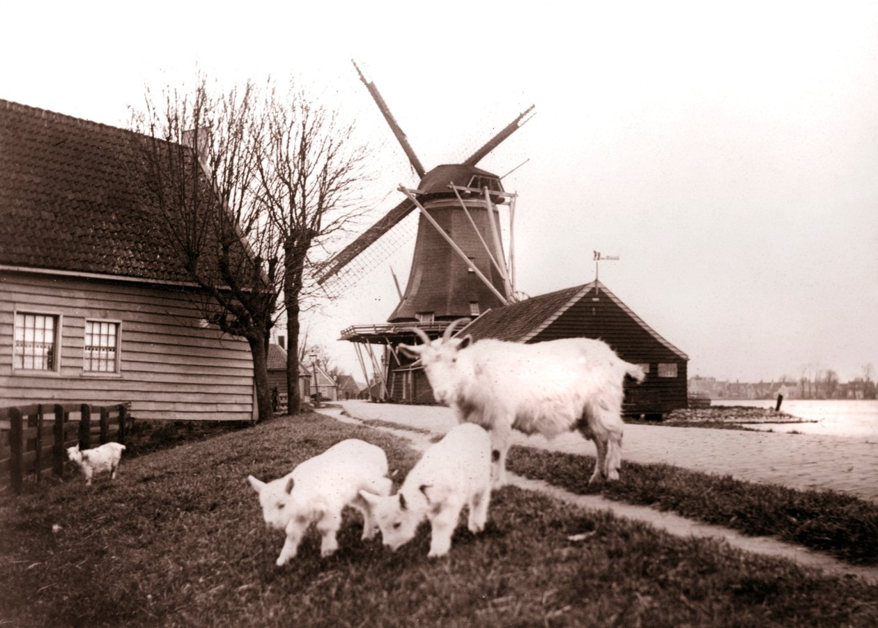 Capre, Laandam, Paesi Bassi, 1898 da James Batkin
