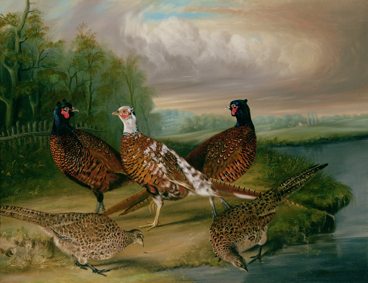 Fagiani lungo il fiume Wensum, Norfolk da James Blazeby