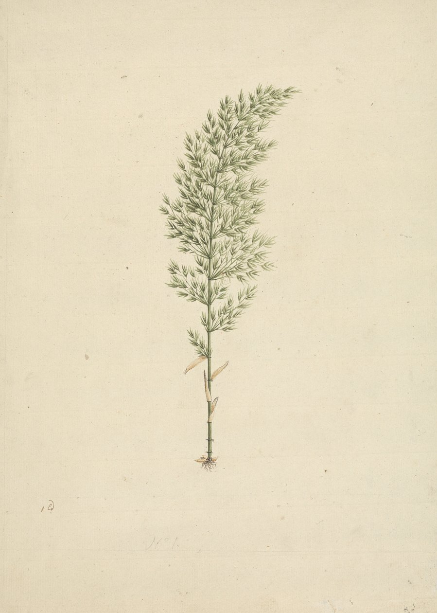 Arundinaria alpina K. Schum. (Bambù africano): disegno finito dell