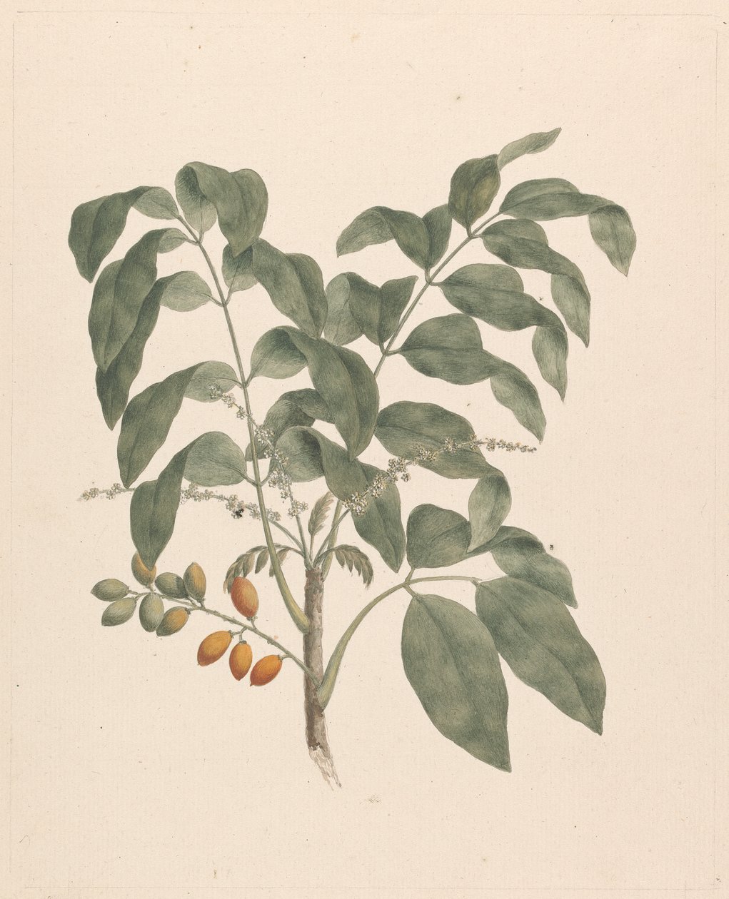 Brucea antidysenterica J. Miller (Albero di James Bruce): disegno finito con stelo di frutti aggiunto da James Bruce