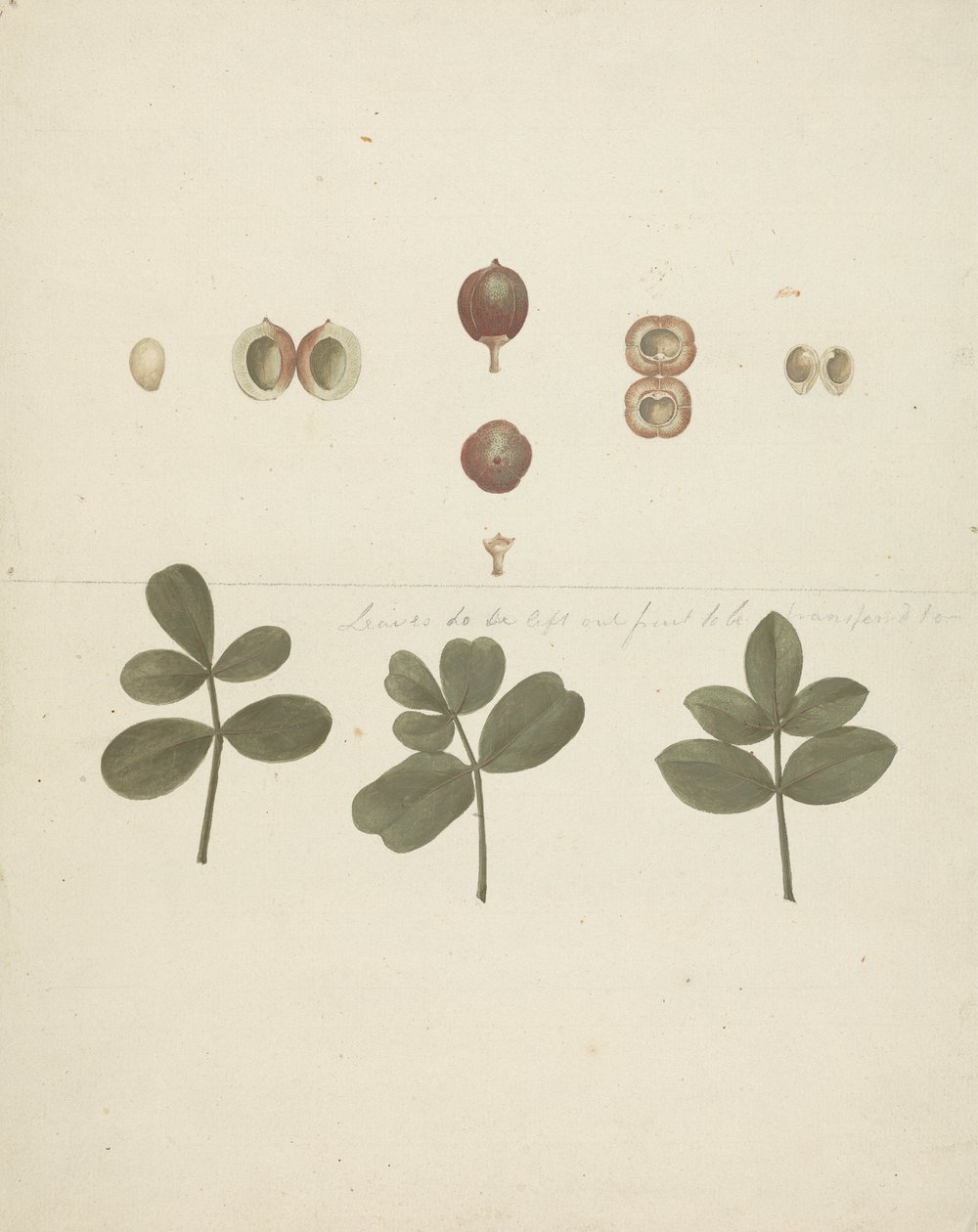 Commiphora gileadensis (L.) C. Chr. (Balsamo di Galaad, Opobalsamo): disegno finito di frutti, frutti sezionati e foglie da James Bruce