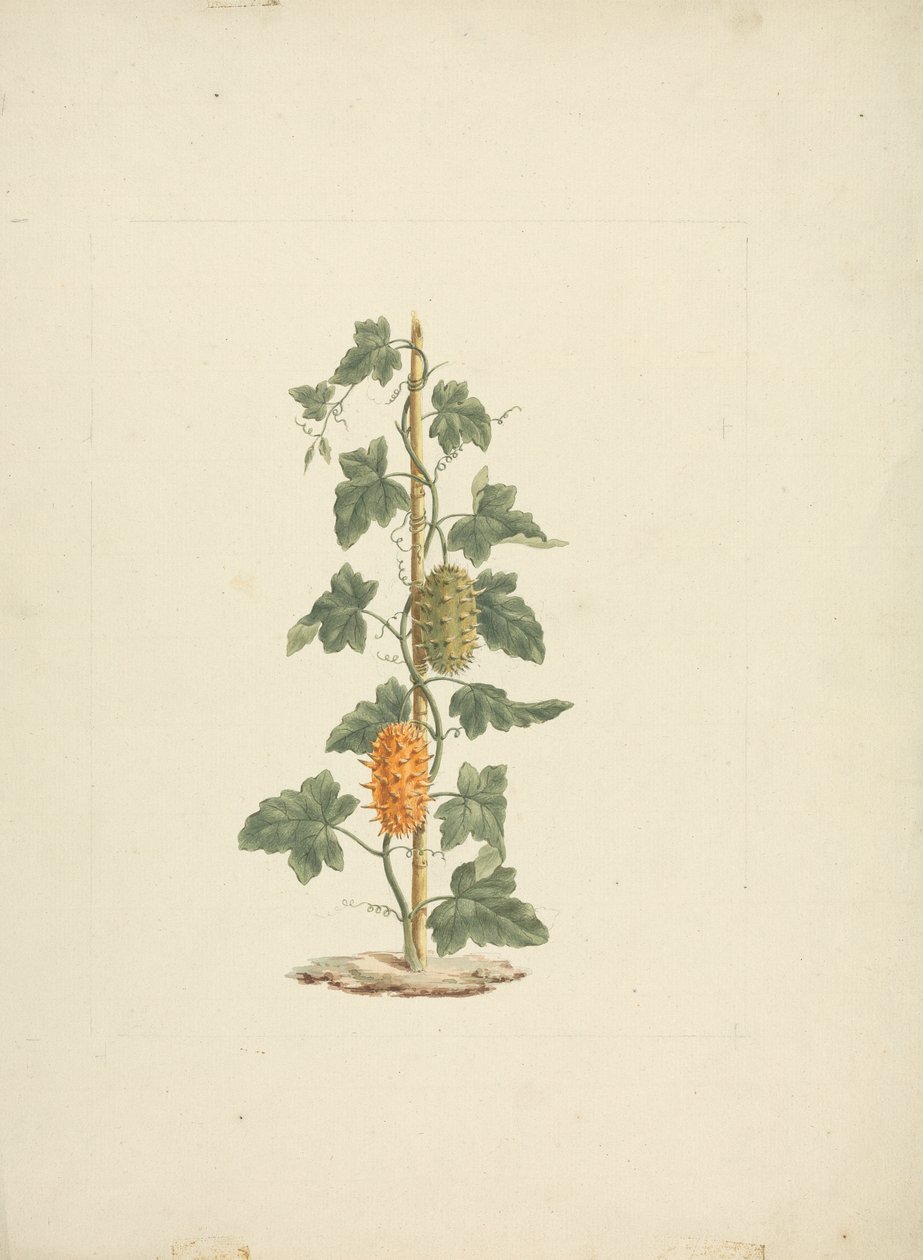 Cucumis metuliferus Naud (Cetriolo selvatico): disegno finito da James Bruce