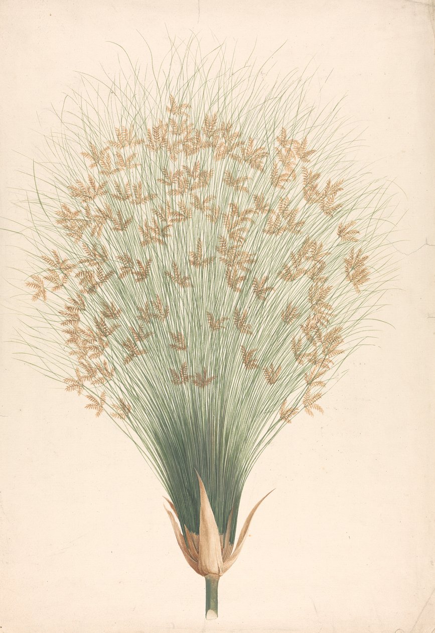Cyperus papyrus L. (Papyrus Sedge): disegno finito dell