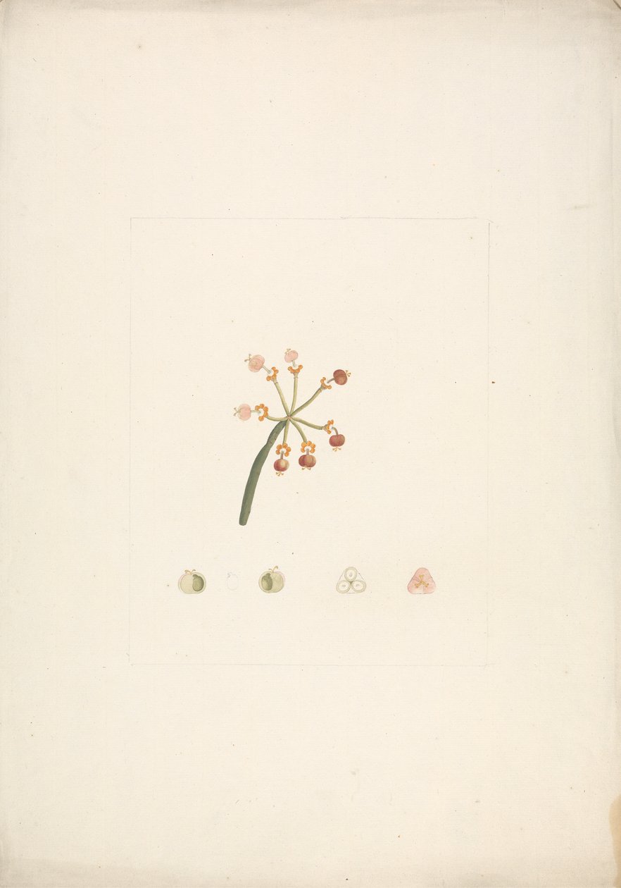 Euphorbia nubica N.E. Br. (Euforbia nubiana): disegno finito di germoglio fiorito e fruttifero, con dettagli di dissezioni floreali da James Bruce