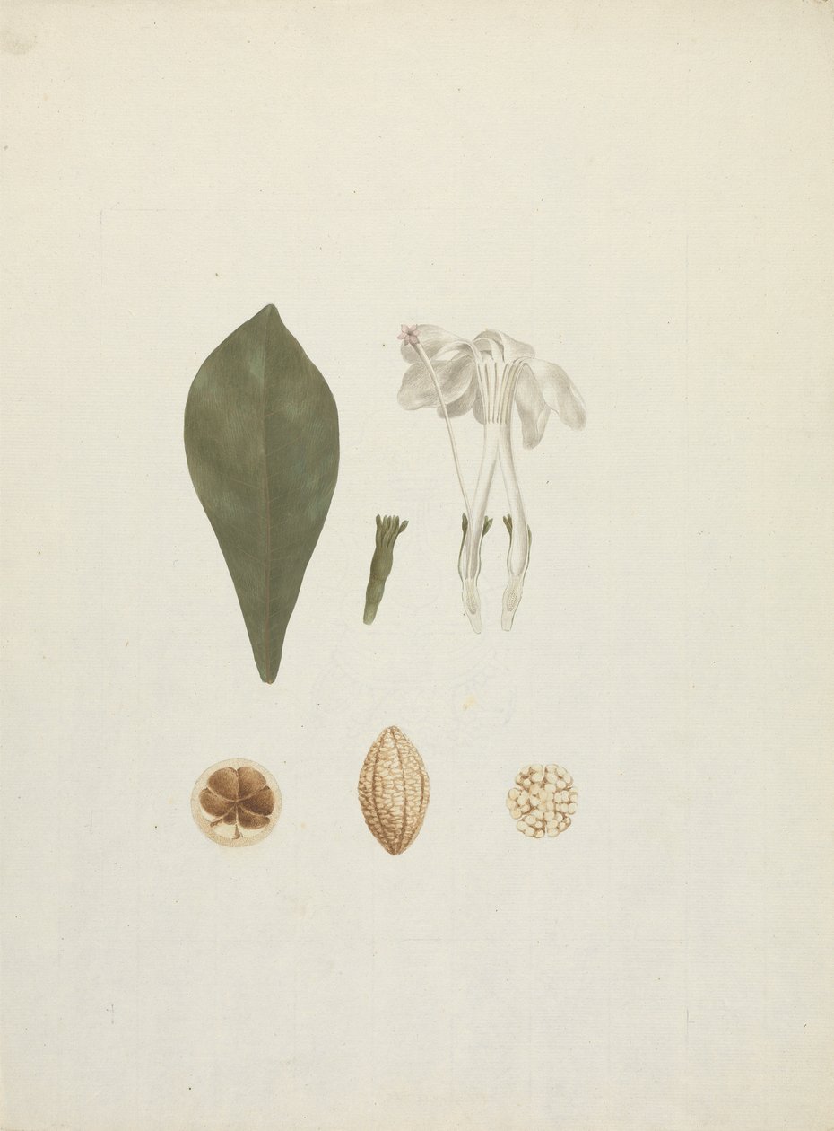 Gardenia ternifolia Schum.& Thonn. (Jovis-Tonantis): disegno finito con dettaglio aggiuntivo del frutto da James Bruce