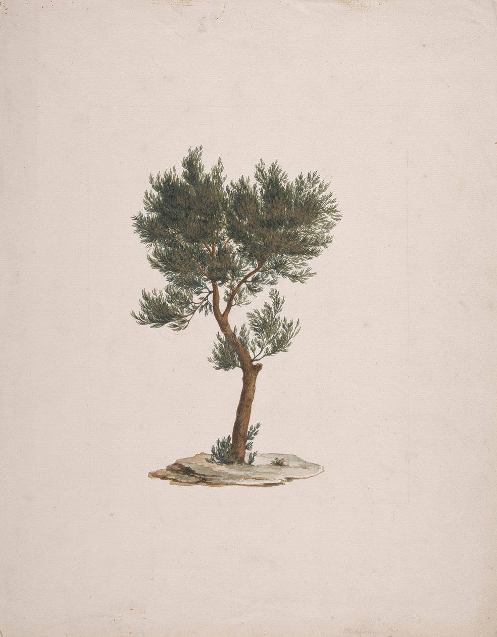 Juniperus procera Endl. (Cedro a matita africano): disegno finito dell