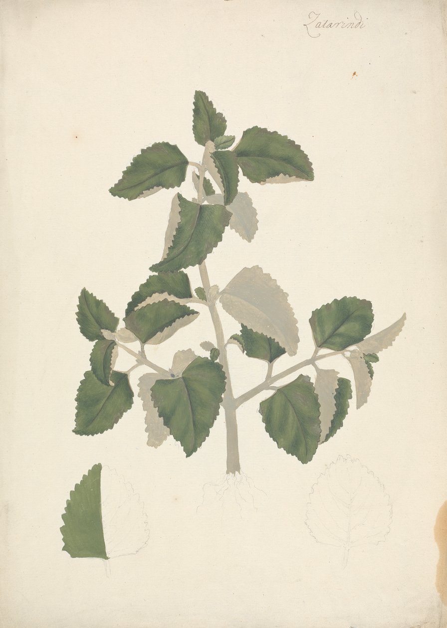 Labiatae (specie indeterminata): disegno finito di un germoglio foglioso, senza fiori da James Bruce