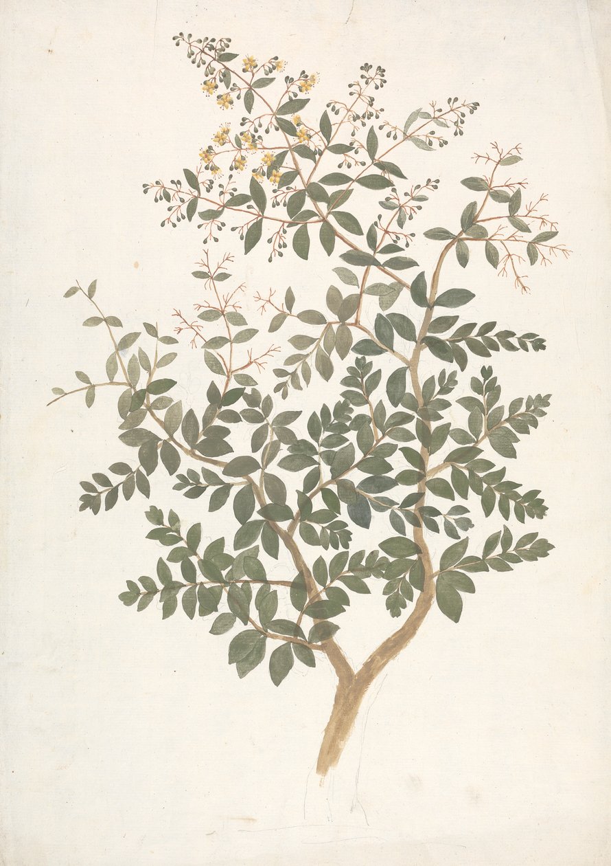 Lawsonia inermis L. (Henna): disegno finito di un germoglio fiorito e foglioso da James Bruce