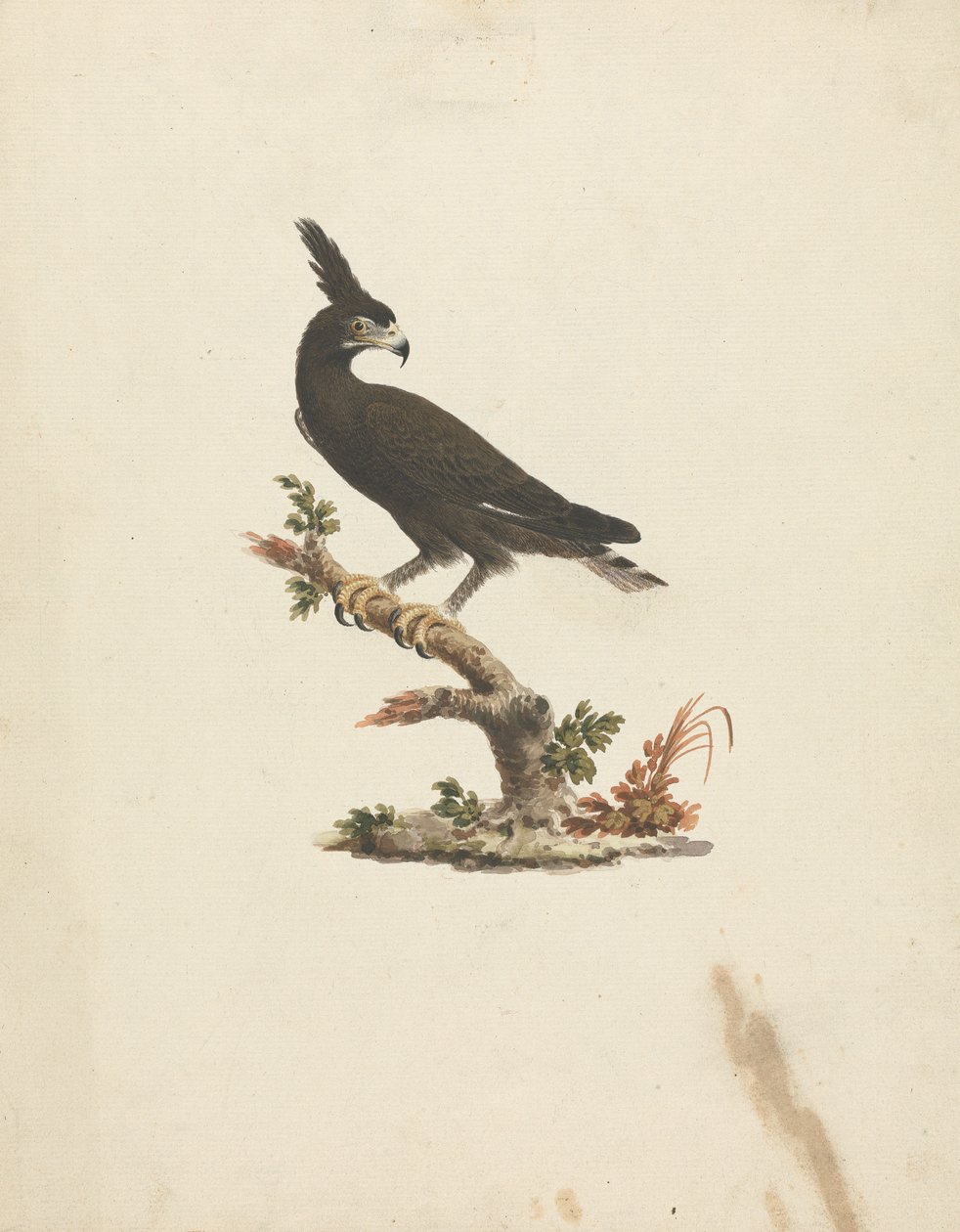 Lophaetus occipitalis (Aquila crestata) da James Bruce