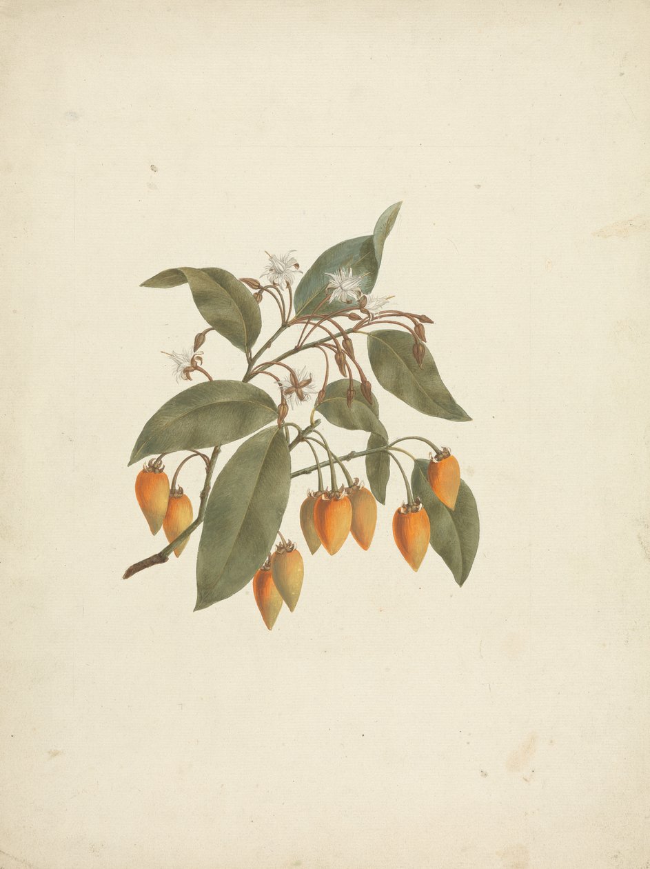 Mimusops kummel A. DC.: disegno finito con alcuni fiori da James Bruce