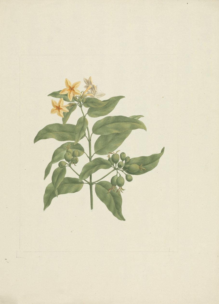 Mussaenda arcuata: disegno finito senza dettagli da James Bruce