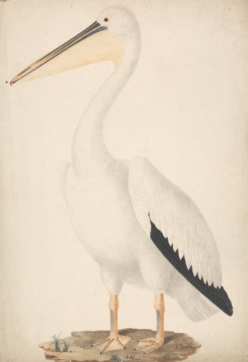 Pelecanus onocrotalus (Grande Pellicano Bianco) da James Bruce