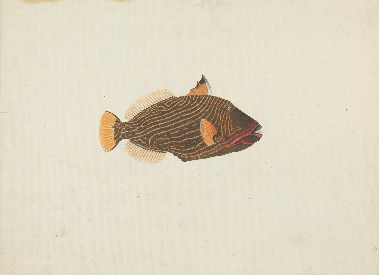Pesce Non Identificato da James Bruce