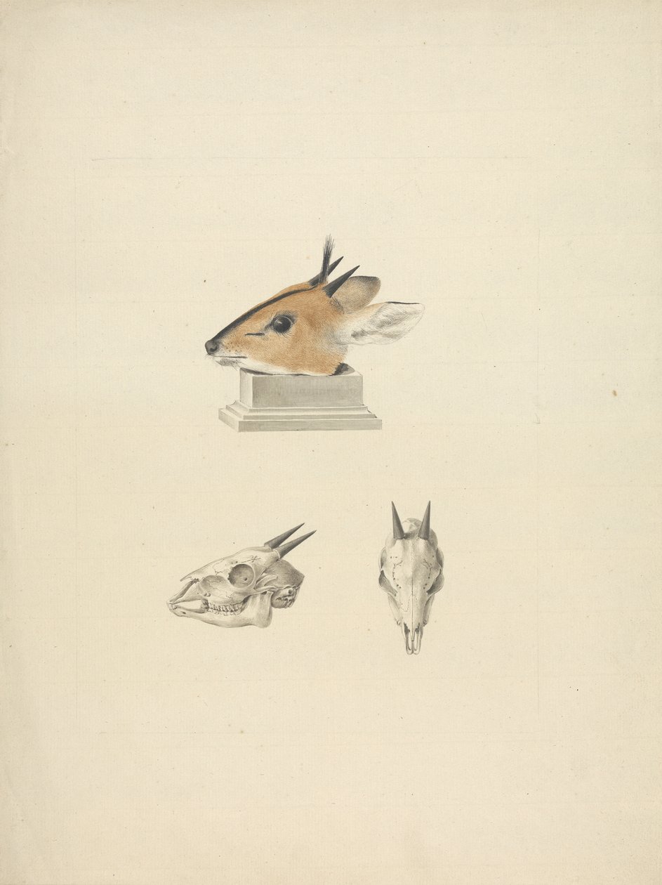Madoqua non identificato: studio della testa e del cranio da James Bruce