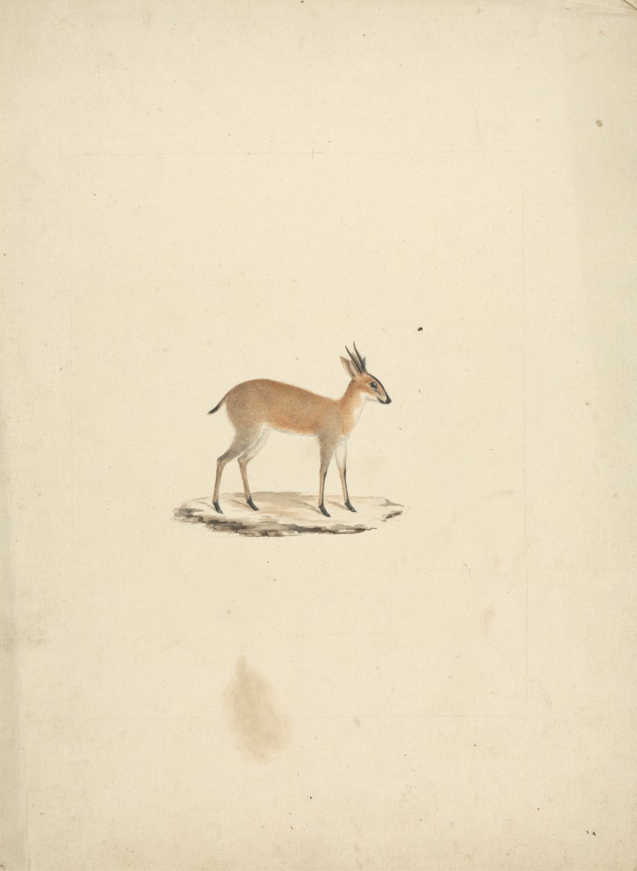 Madogua non identificato (Dik-dik) da James Bruce