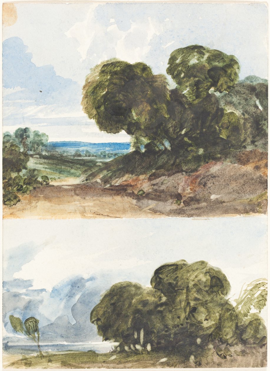 Due Schizzi di Alberi da James Bulwer