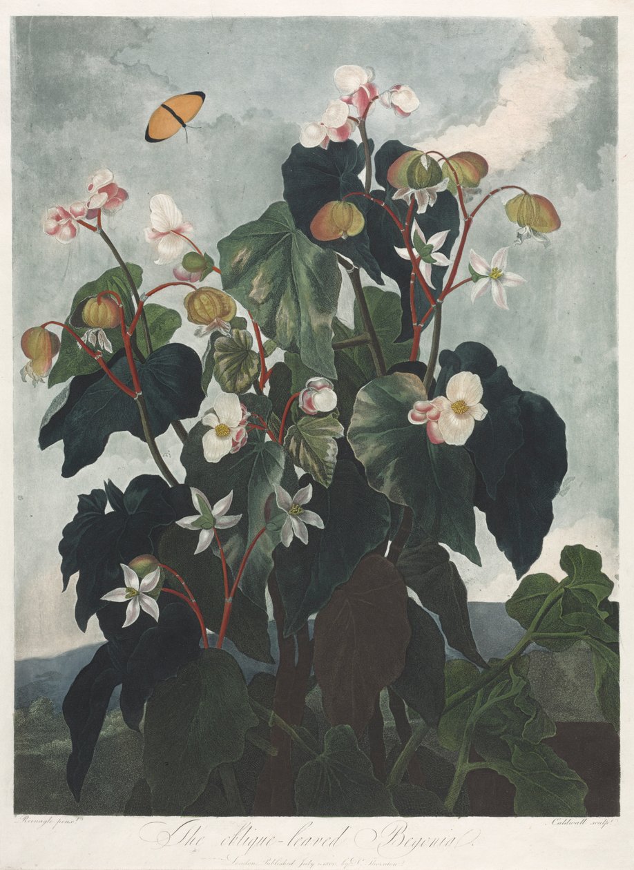 Il Tempio di Flora, o Giardino della Natura: La Begonia a foglie oblique, 1800 da James Caldwall