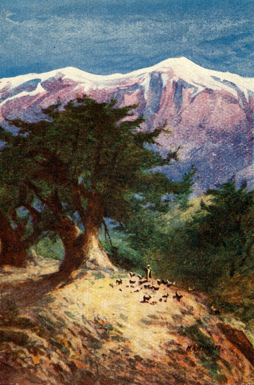 Cedri del Libano - Matt. xii. 33, c1924. Creatori: James Clark, Henry A Harper da James Clark and Henry A Harper
