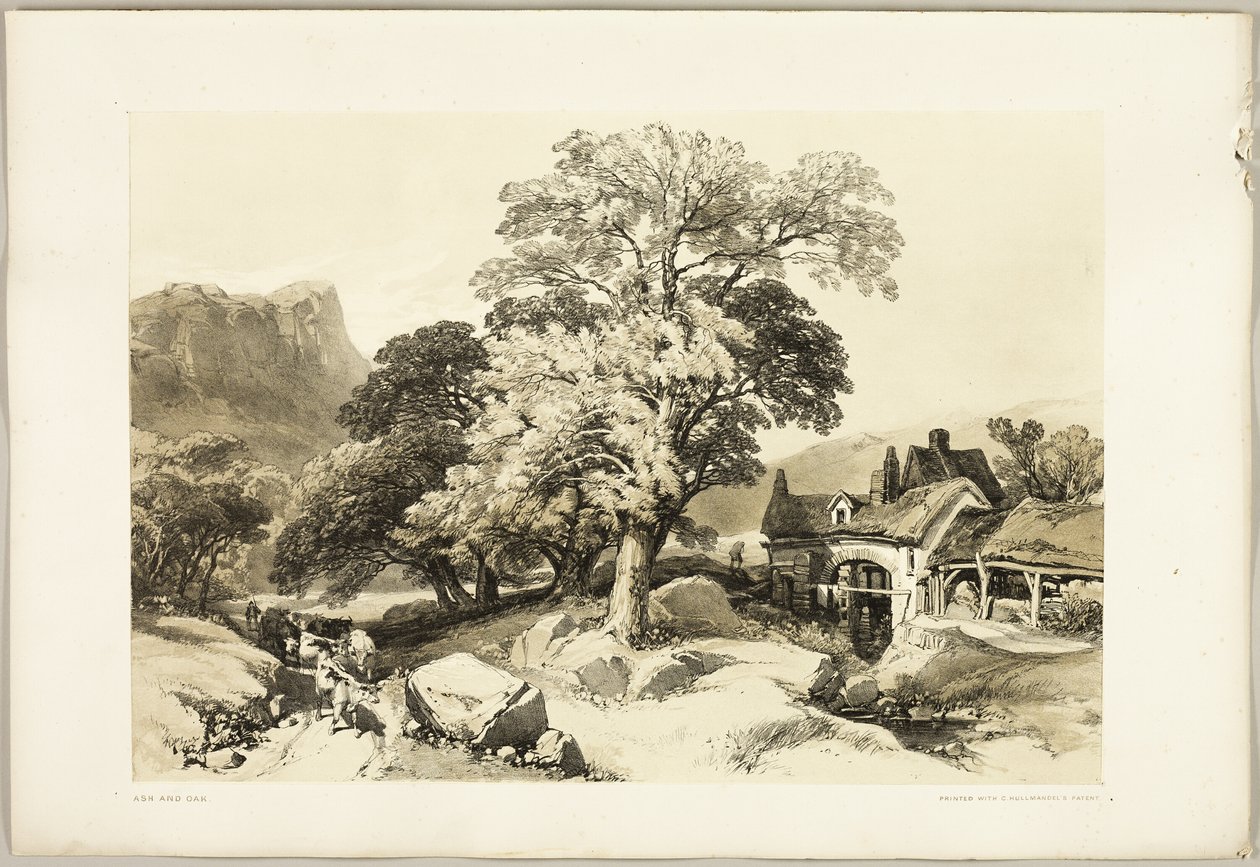 Frassino e Quercia, da Il Parco e la Foresta da James Duffield Harding