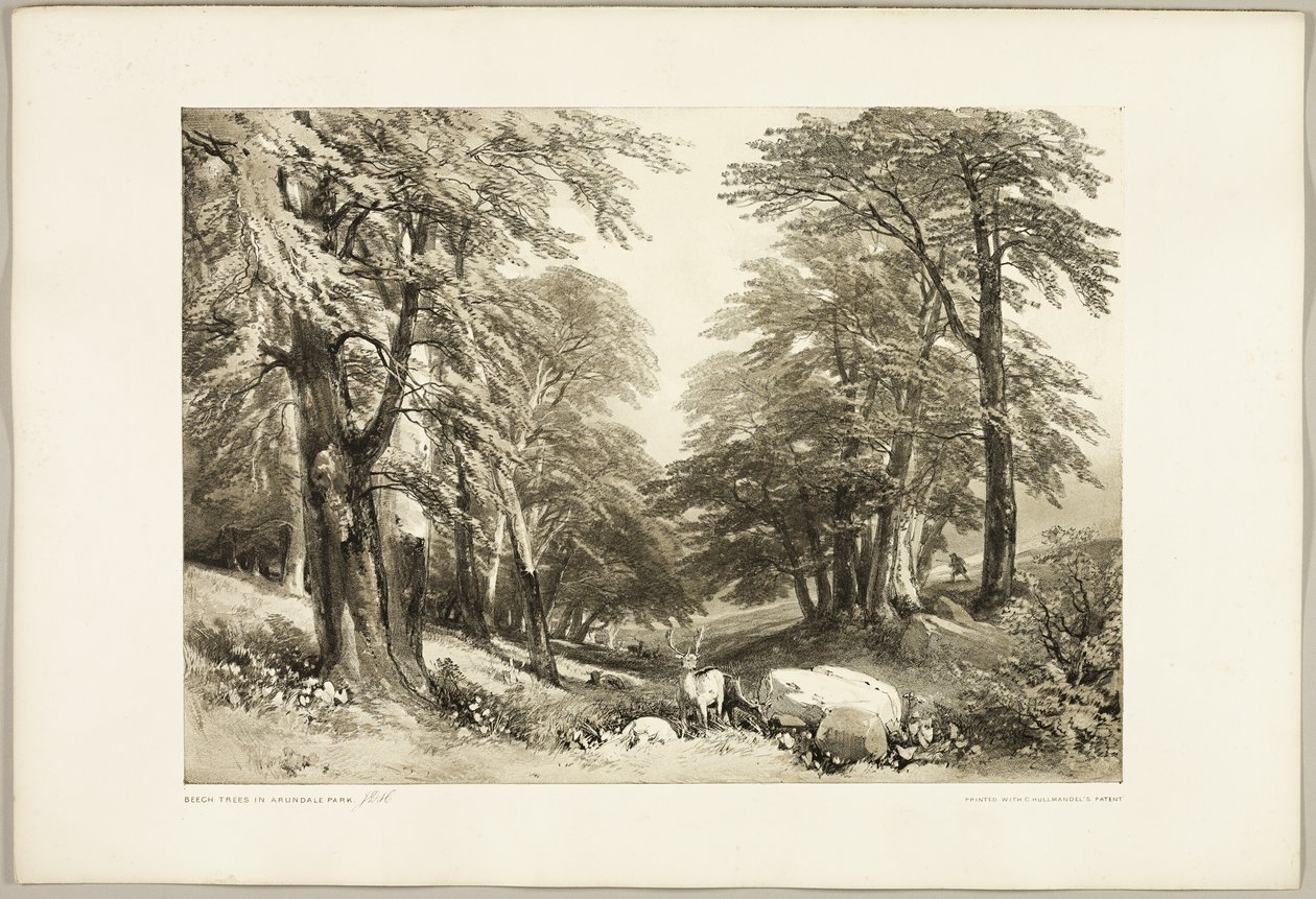 Faggi nel Parco di Arundale, da Il Parco e la Foresta da James Duffield Harding