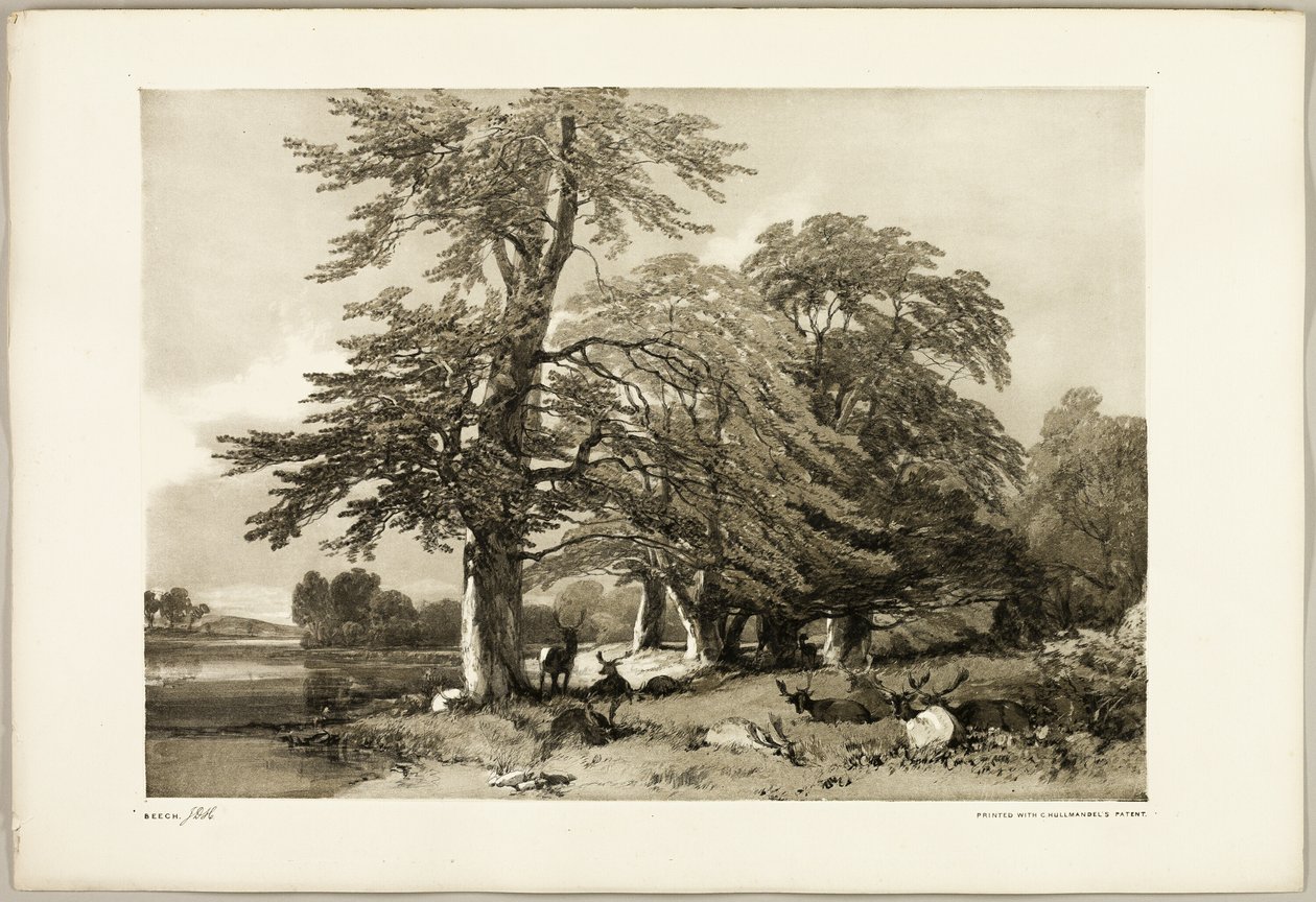 Faggio, da Il Parco e la Foresta da James Duffield Harding