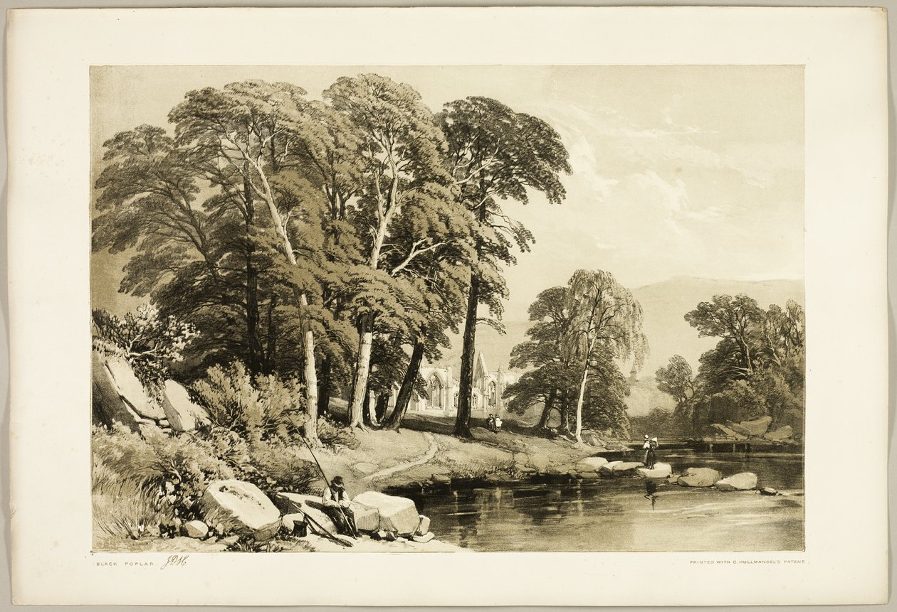 Pioppo Nero, da Il Parco e la Foresta da James Duffield Harding