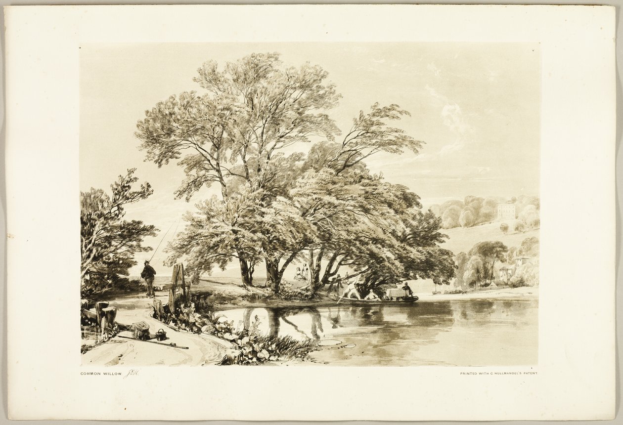 Salice Comune, da Il Parco e la Foresta da James Duffield Harding