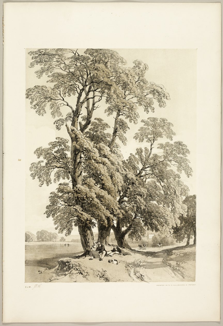 Olmo, da Il Parco e la Foresta da James Duffield Harding