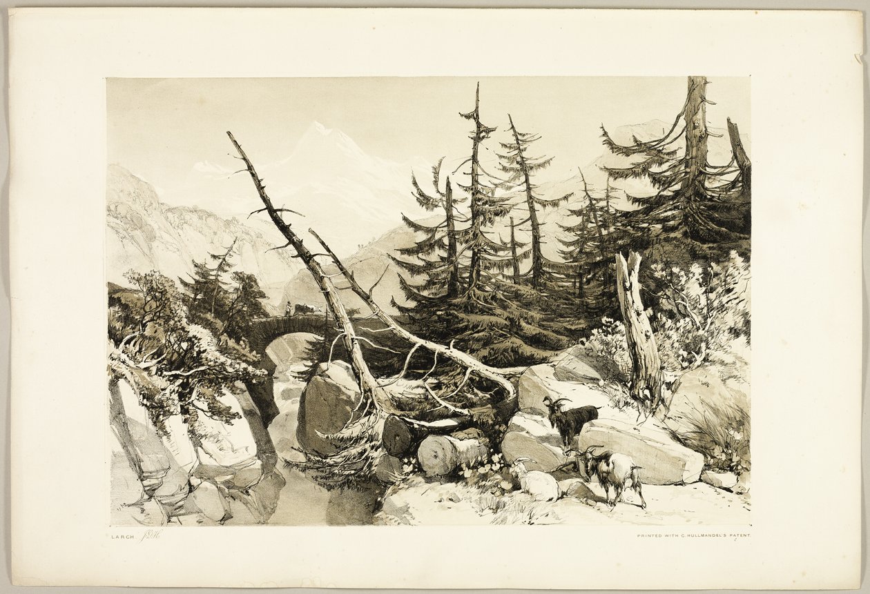 Larice, da Il parco e la foresta da James Duffield Harding