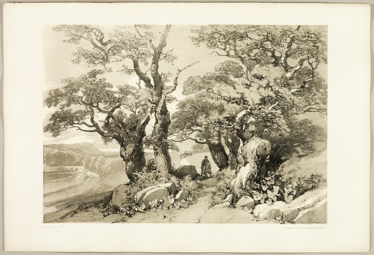 Vecchie querce, da Il parco e la foresta da James Duffield Harding