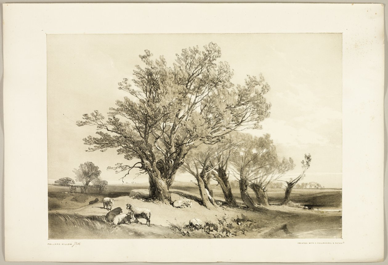 Salice capitozzato, da Il parco e la foresta da James Duffield Harding