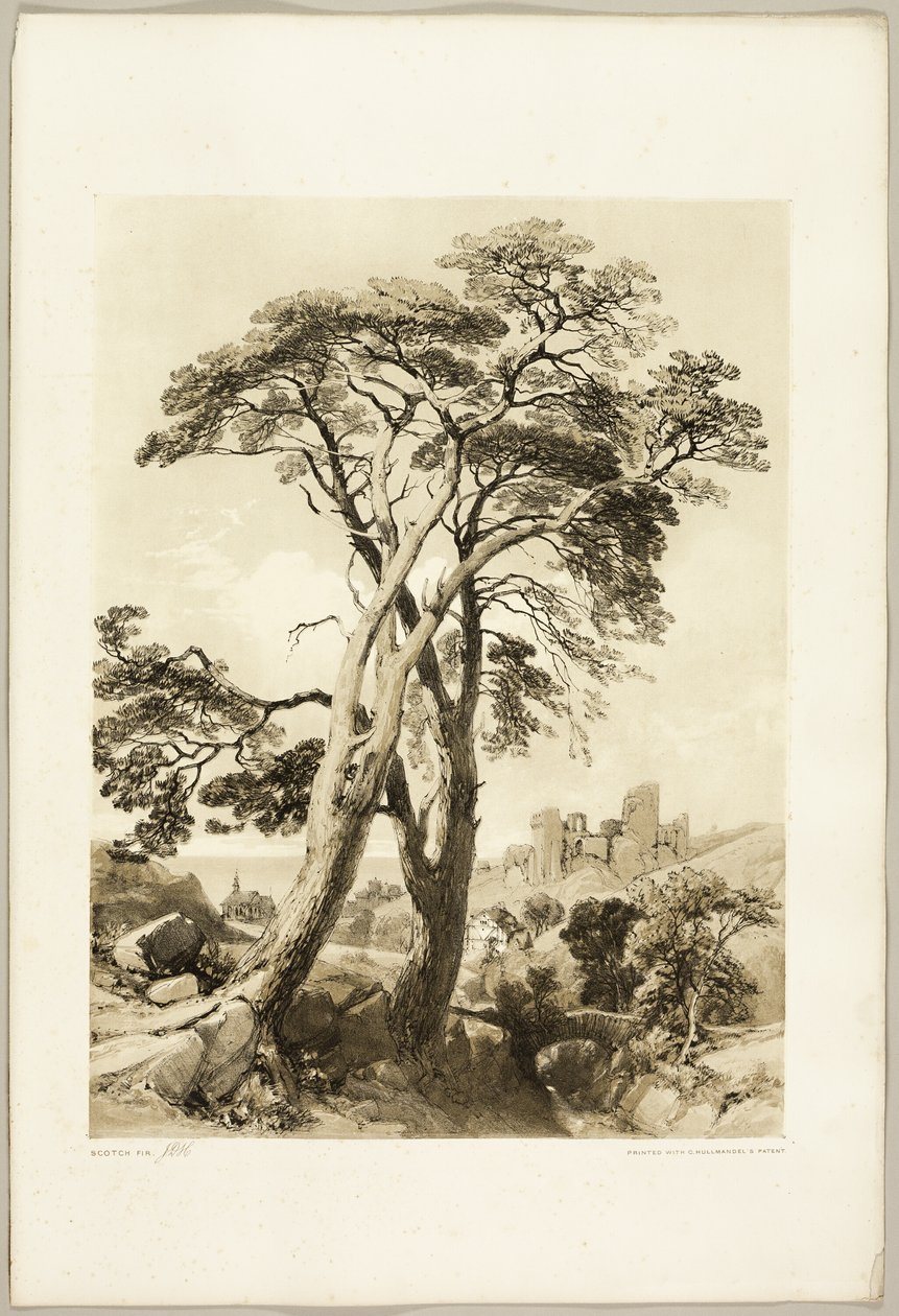 Pino scozzese, da Il Parco e la Foresta da James Duffield Harding