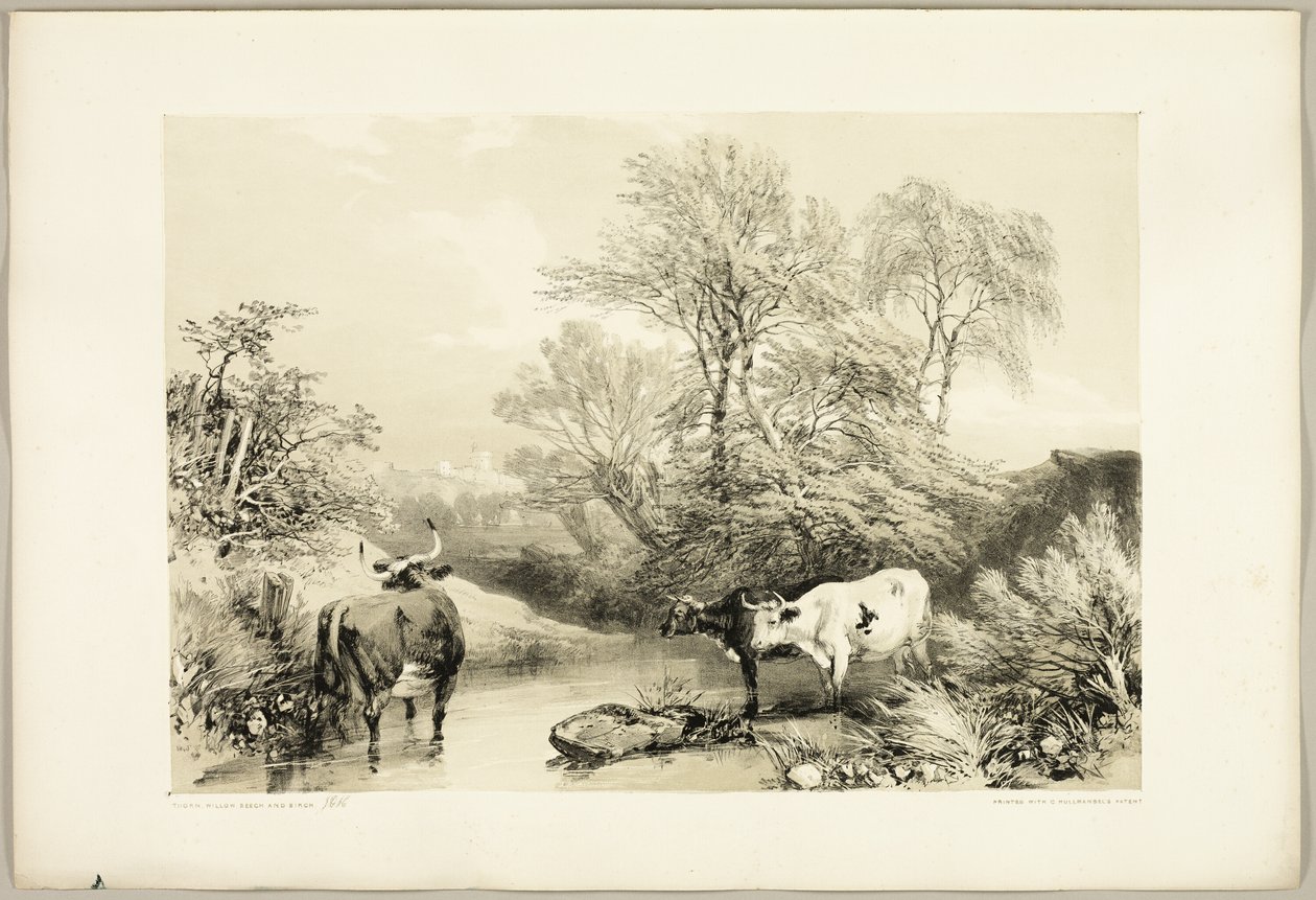 Spina, salice, faggio e betulla, da Il parco e la foresta da James Duffield Harding