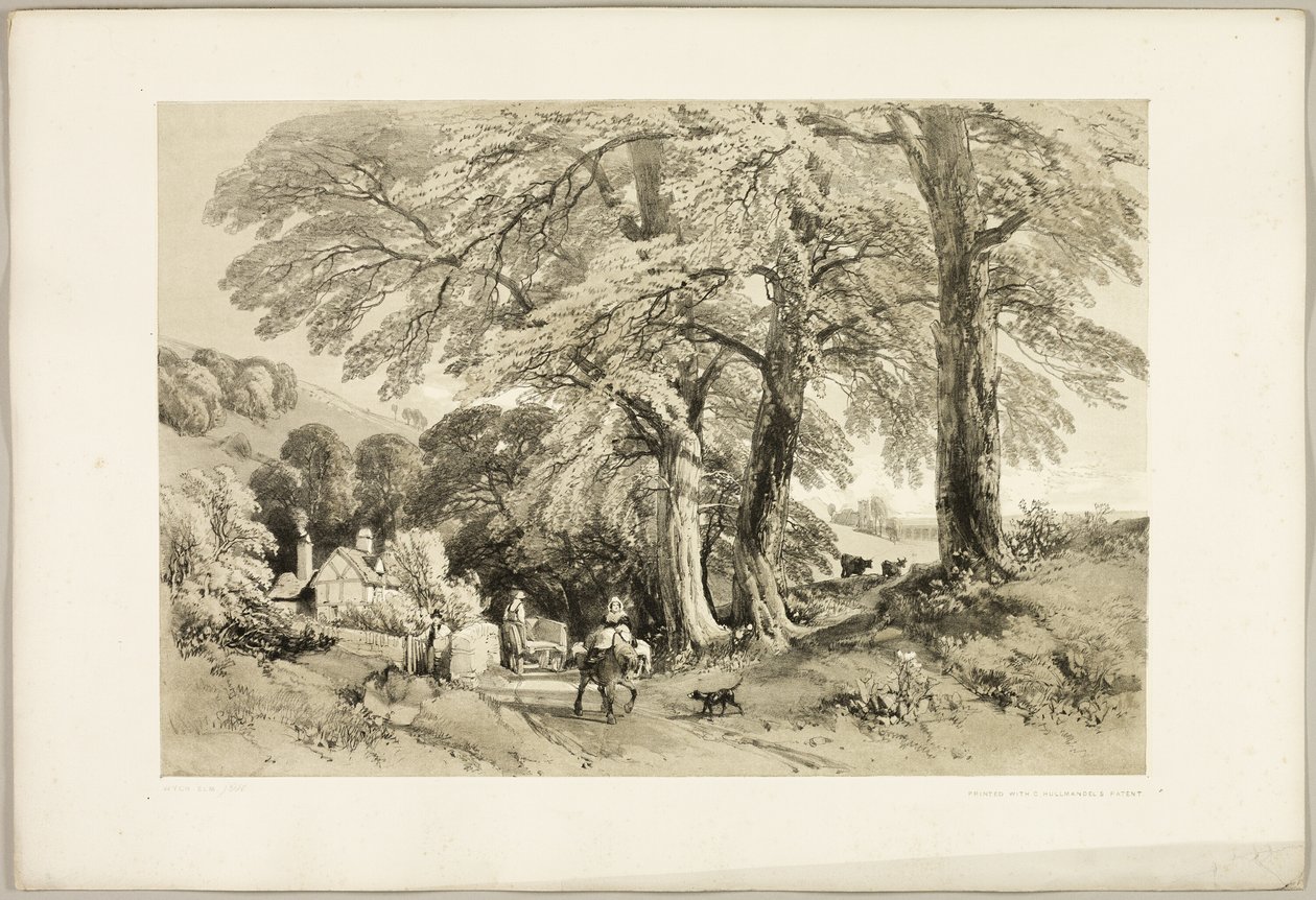 Olmo di Wych, da The Park and the Forest da James Duffield Harding