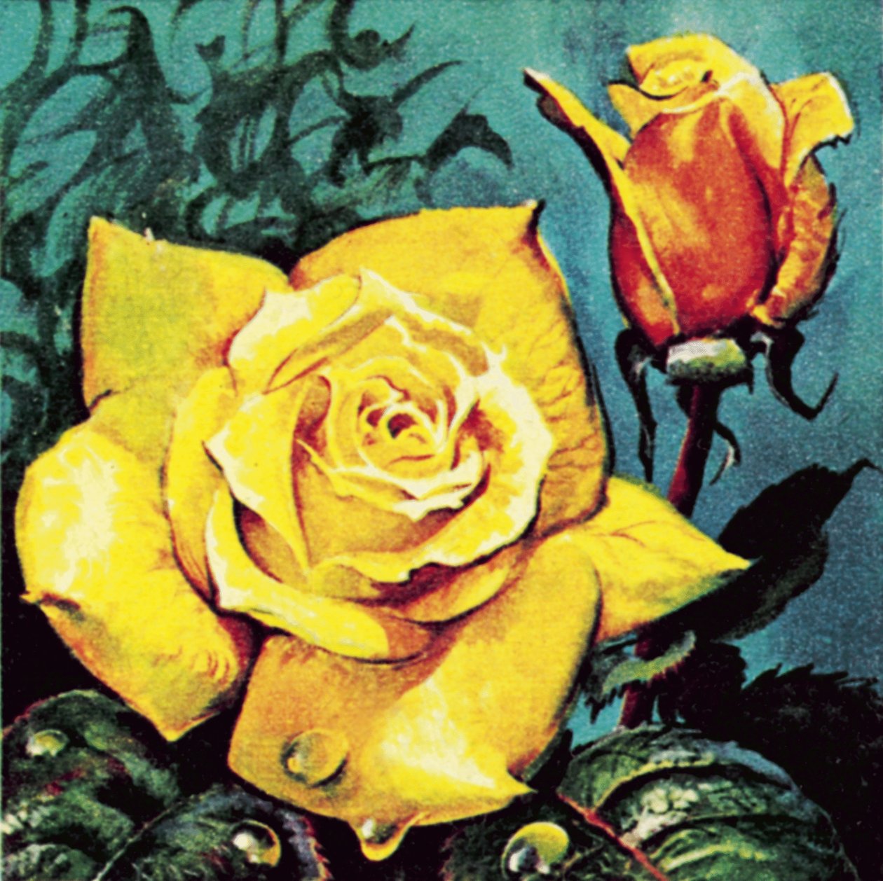 Rosa con rugiada da James Edwin McConnell