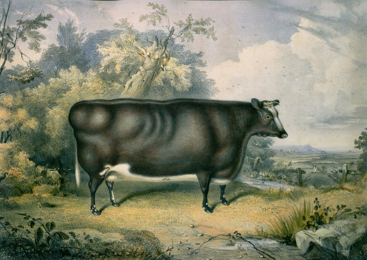 Il premio Cottesmore Heifer, dopo Henry Strafford (fl.1833-73), 1837 da James Giles
