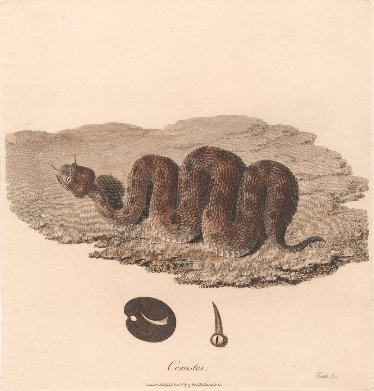 Cerastes da James Heath