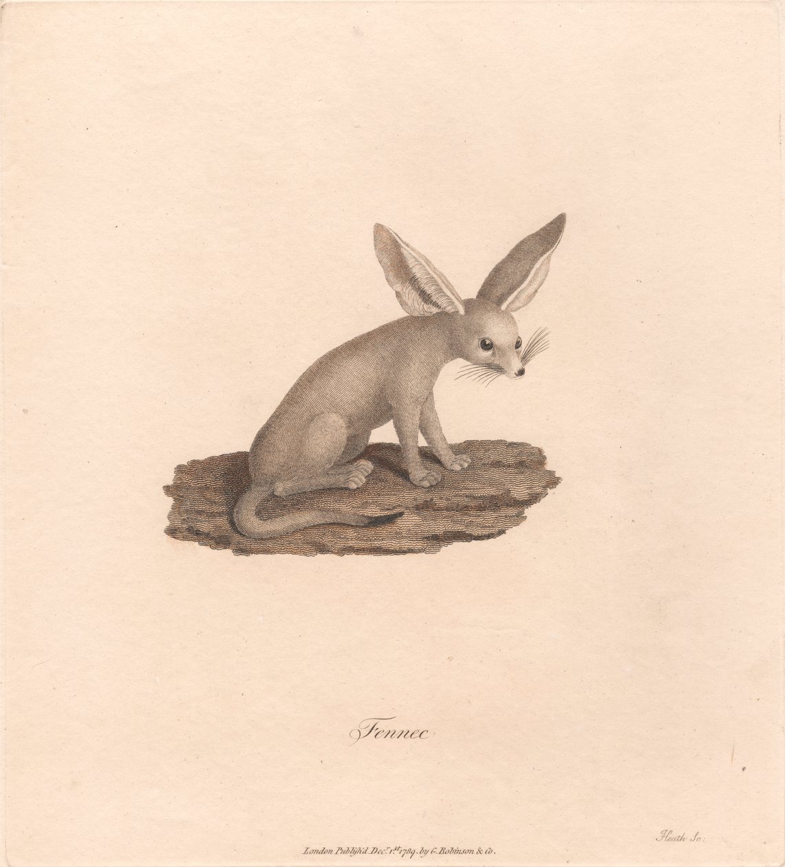 Fennec da James Heath