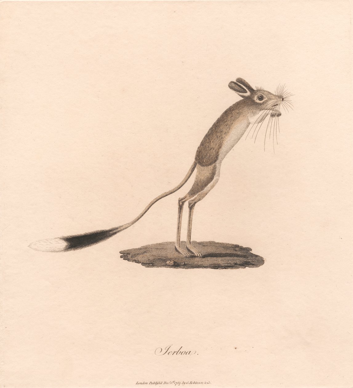 Jerboa da James Heath