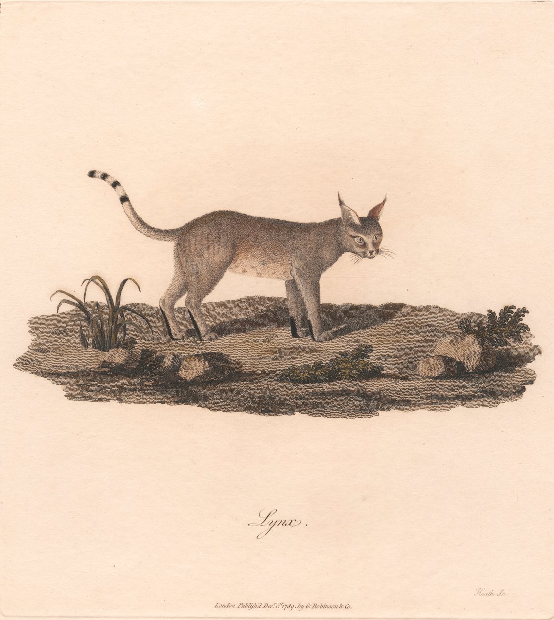 Lince da James Heath