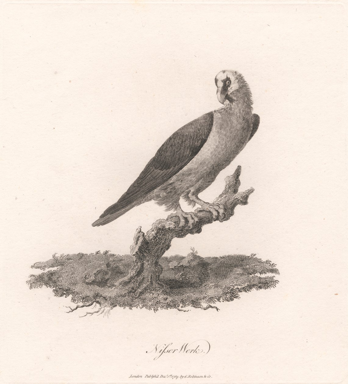 Nisser Werk da James Heath
