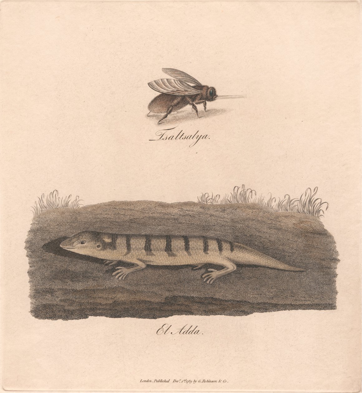 Tsaltsalya / El Adda da James Heath