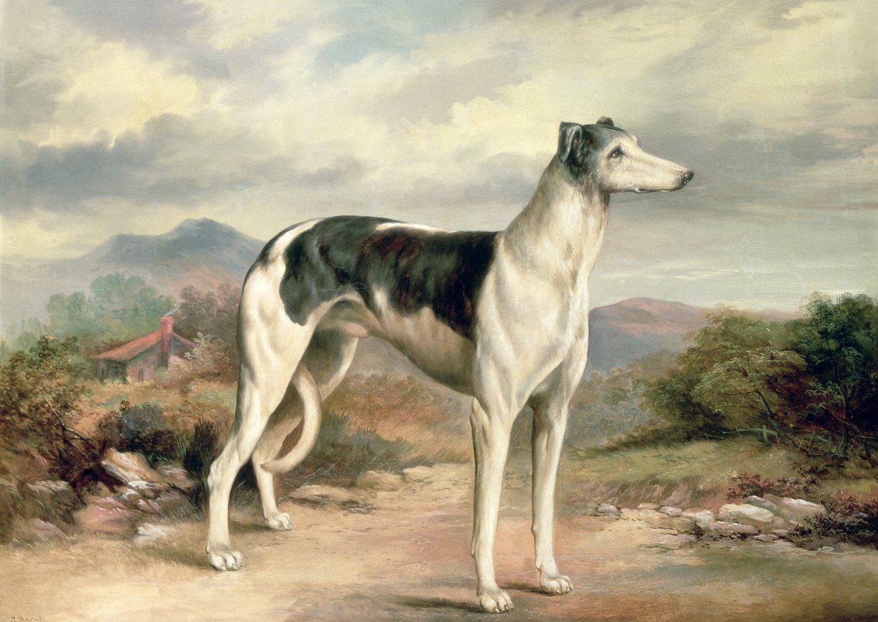Un levriero in un paesaggio collinare da James Henry Beard