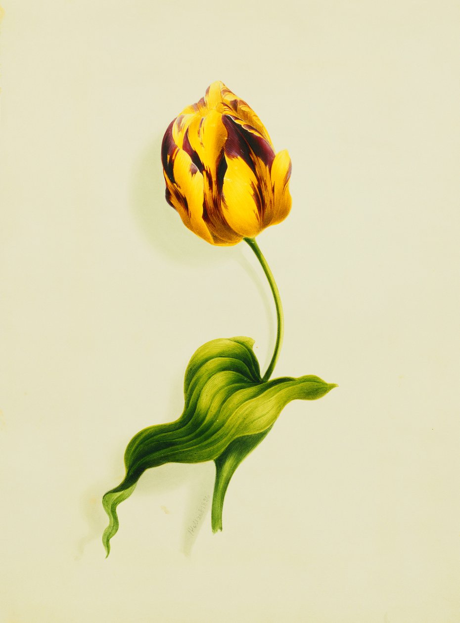 Un Tulipano Pappagallo, 1826 da James Holland