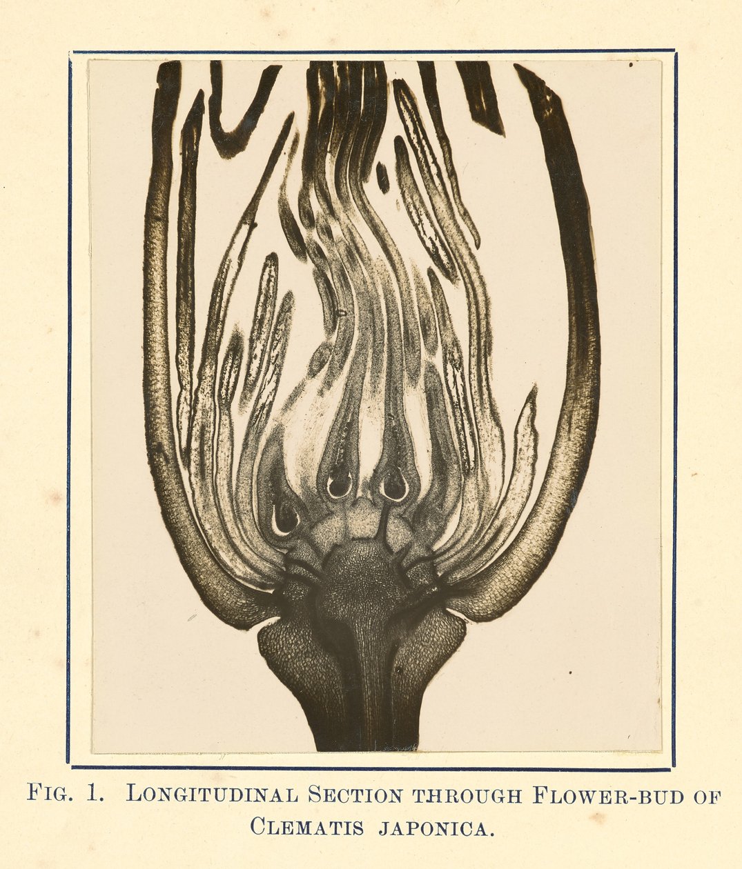 [Vista di Clematis Japonica - Sezione longitudinale]. da James Hornell