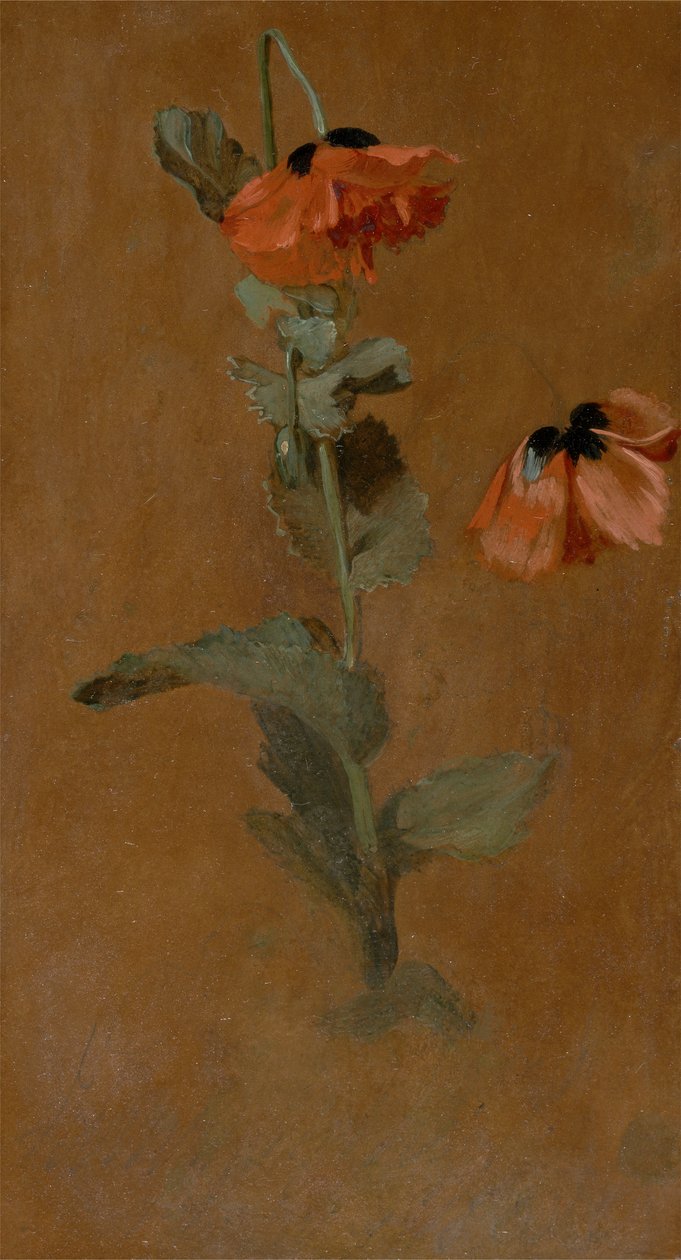 Studio di papaveri, 1832 (post conservazione) da James Inskipp
