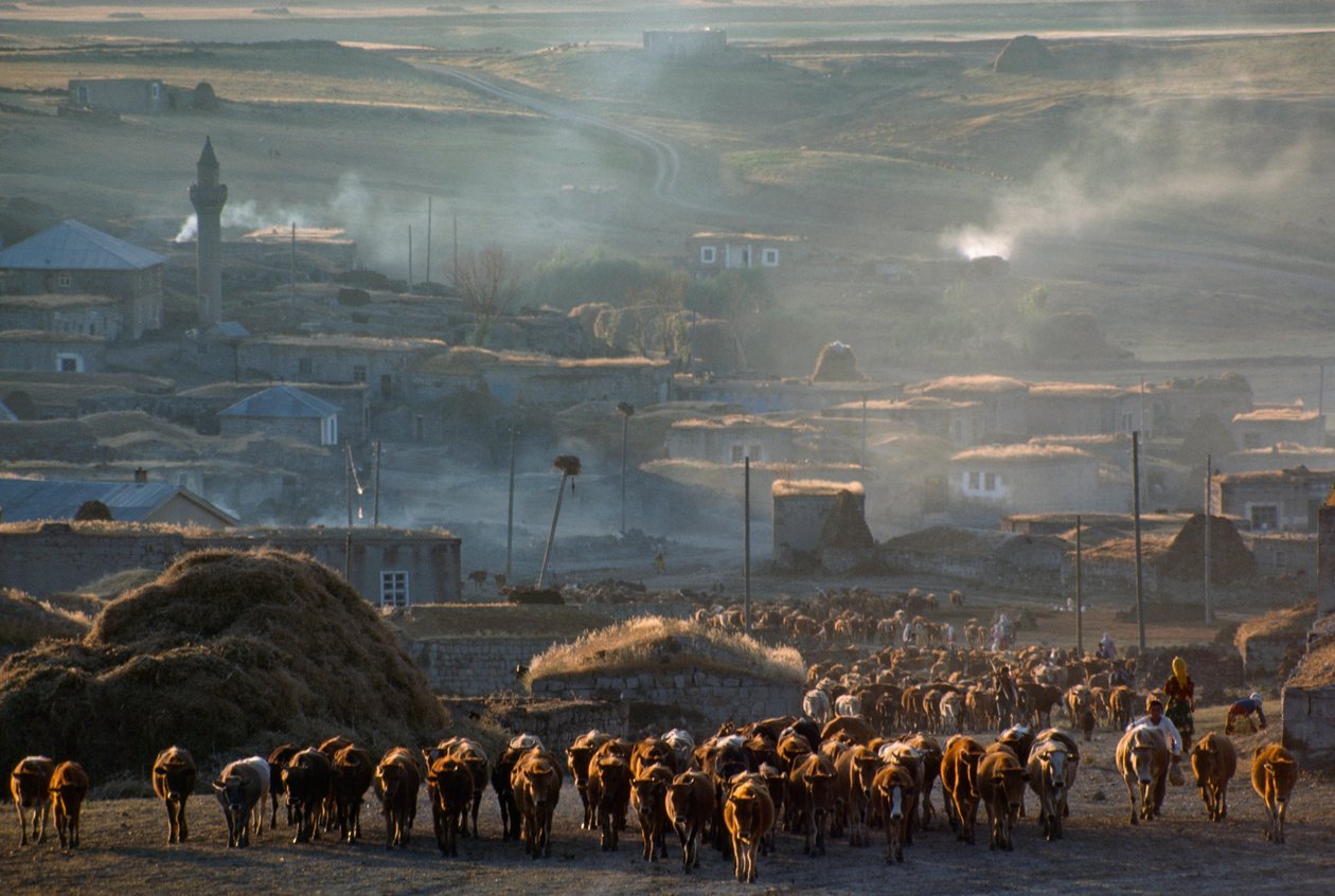 Un grande gregge di bovini si sposta al pascolo attraverso una polverosa città rurale. Enrentepe, Turchia. da James L Stanfield