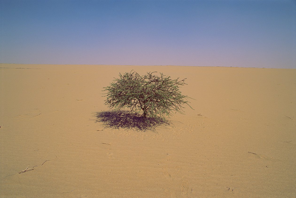 Albero isolato in un deserto in Niger, Africa. Forse "Arbre du Tenere" o sembra grande... da James L Stanfield