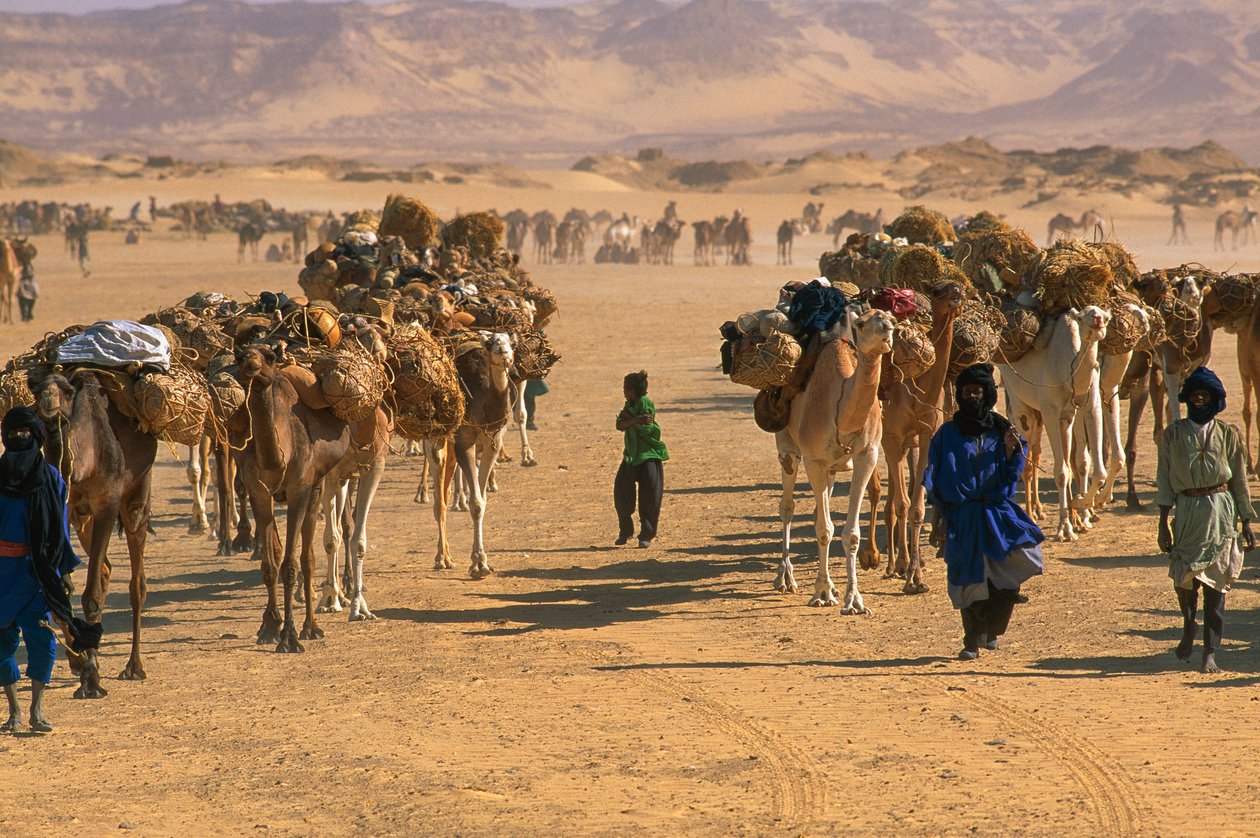 Carovana di cammelli del sale fuori Fachi. VICINO A FACHI, NIGER. da James L Stanfield
