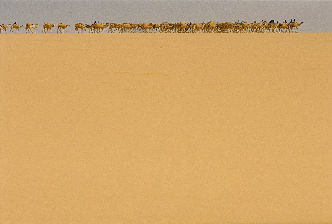Carovana del sale in rotta verso Agadez, Nigeria da James L Stanfield